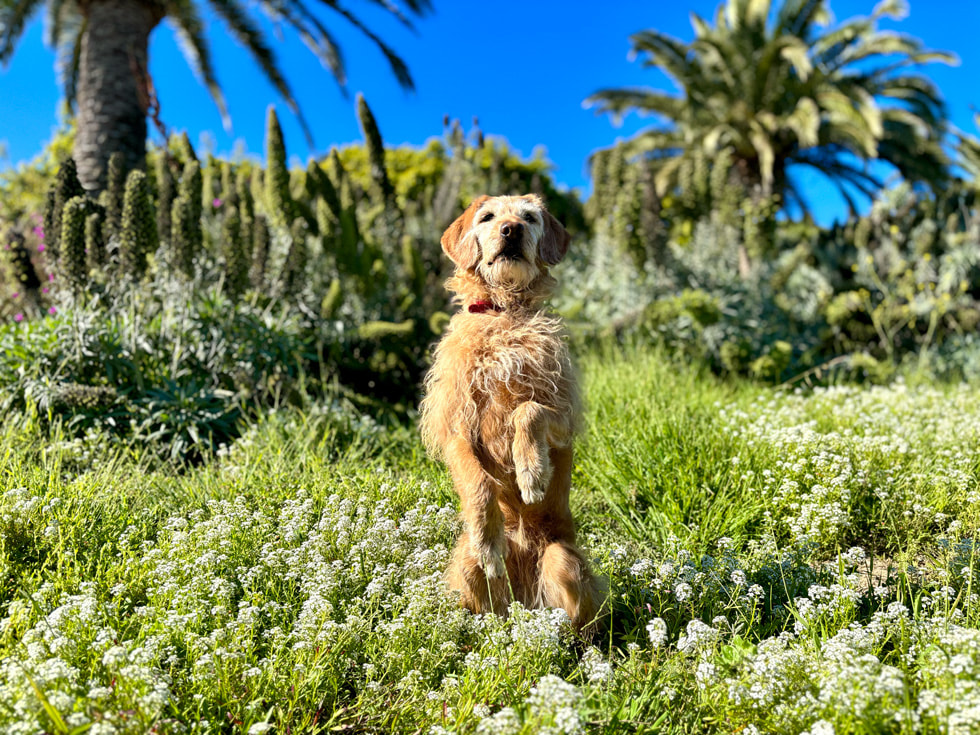 Patilerini kaldırmış halde oturan bir köpeğin iPhone 15 ile çekilmiş fotoğrafı.