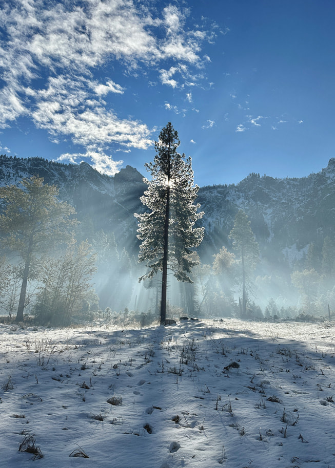 Fotografía de un árbol alto bañado por la luz del sol en el parque nacional Yosemite.
