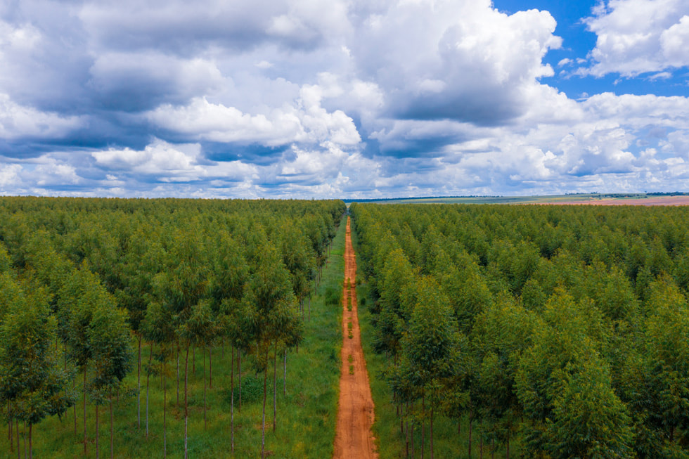 Imagem panorâmica de uma estrada que corta um projeto do Restore Fund no Paraguai.