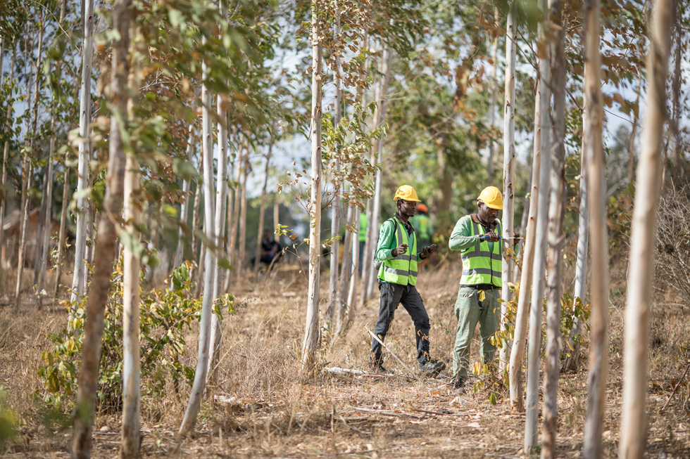 Zwei Arbeiter:innen in einem Wald in Kenia.